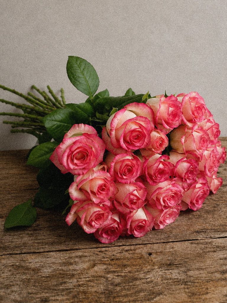 Cerise Edge Roses