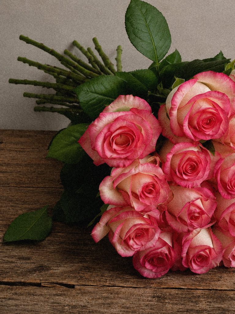 Cerise Edge Roses
