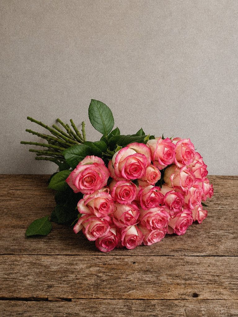 Cerise Edge Roses