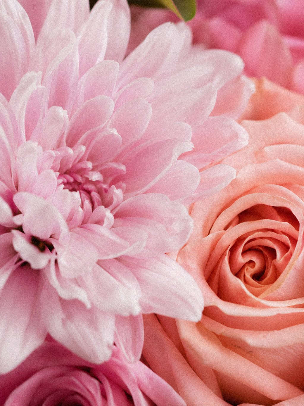 Pastel Floral Poise - Image 4