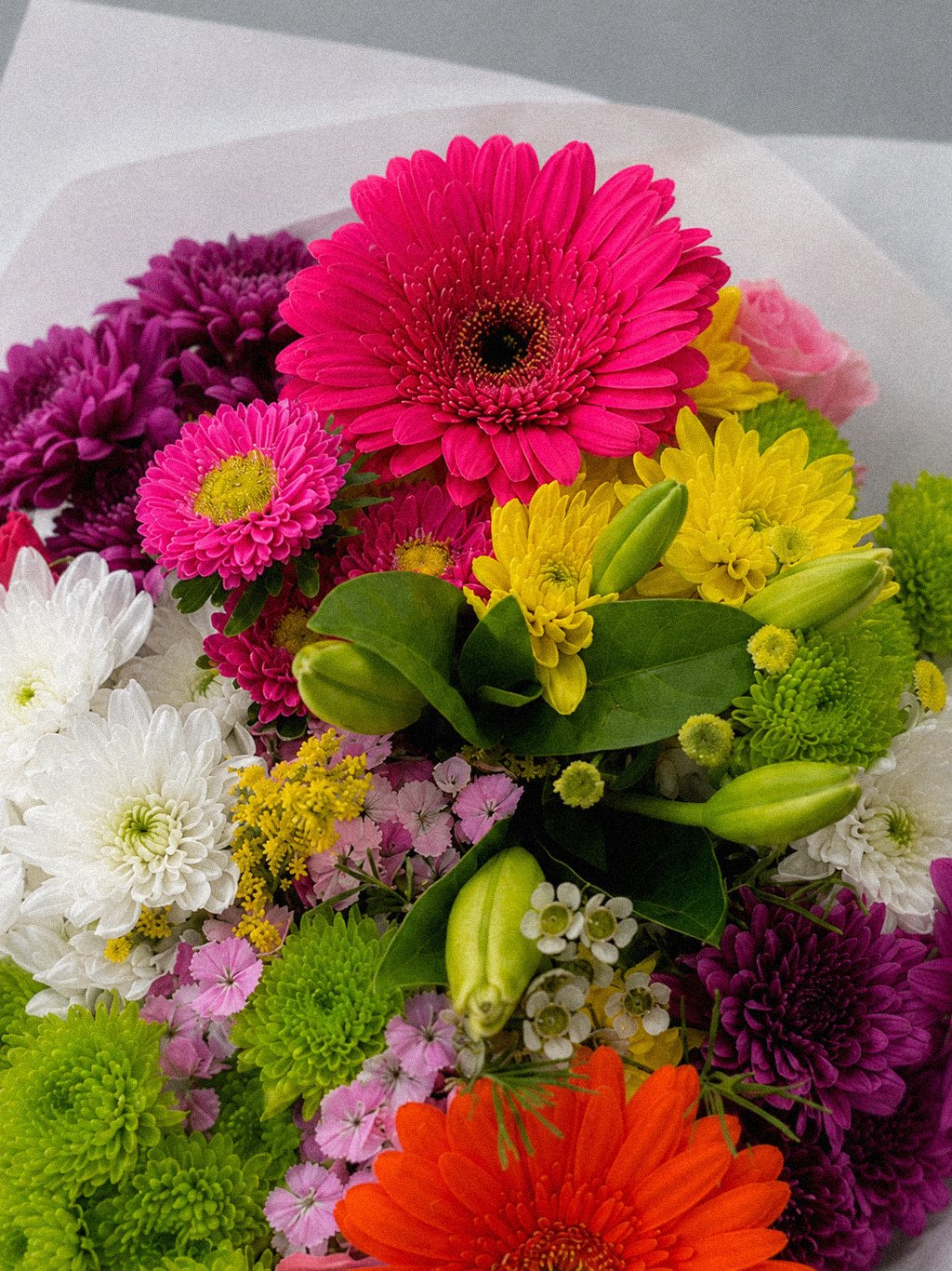 Gerbera Colour Parade - Image 3