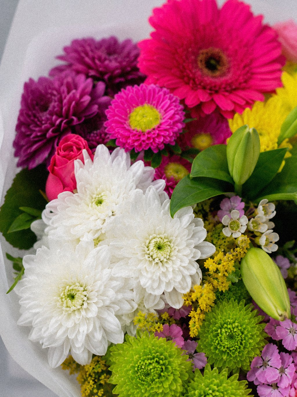 Gerbera Colour Parade - Image 2
