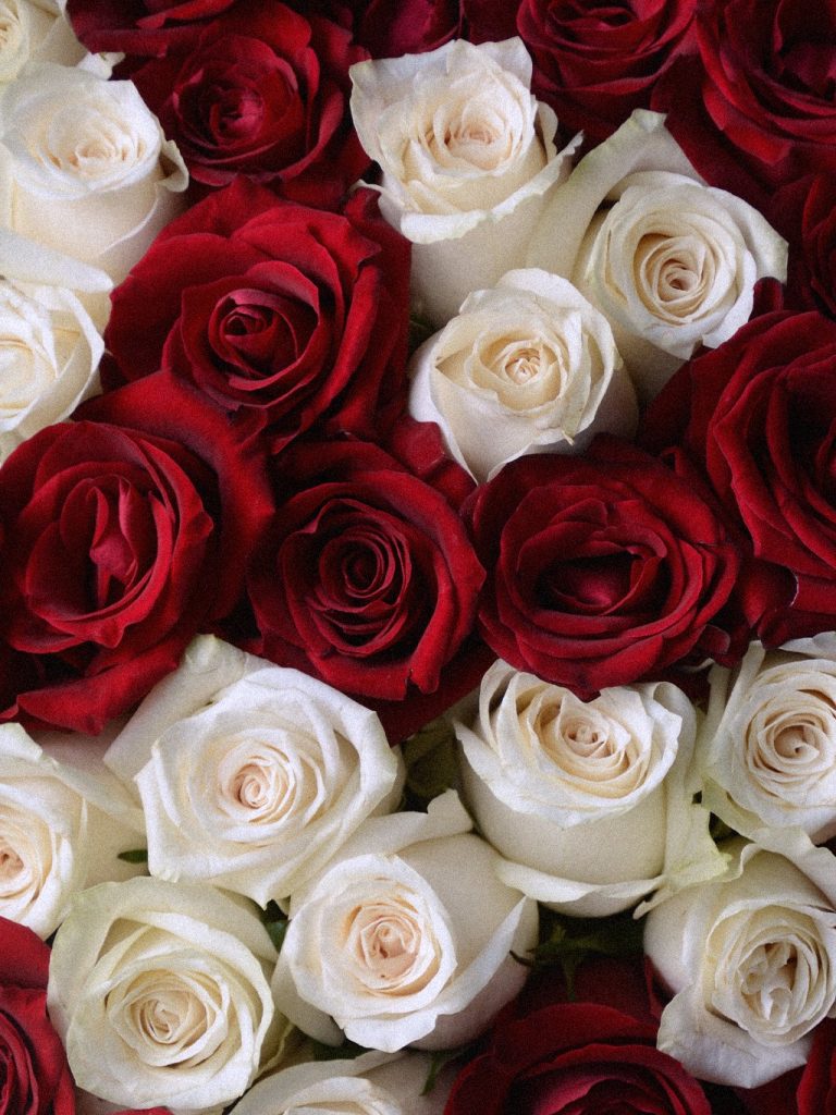 Ruby Ivory 100