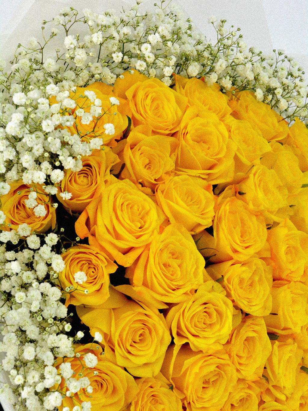 Golden Halo Roses - Image 5