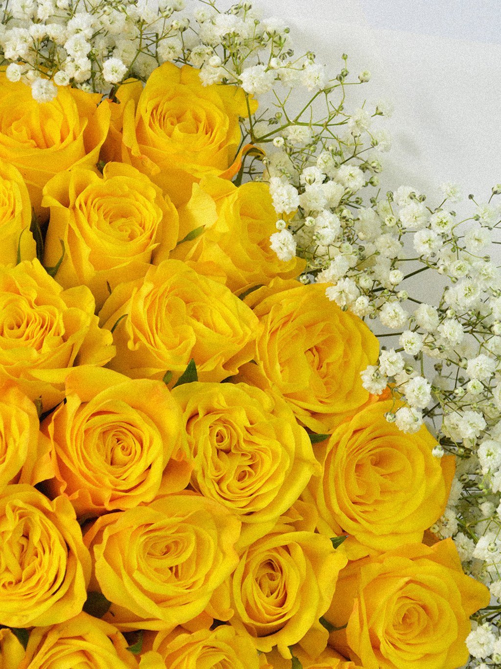 Golden Halo Roses - Image 3